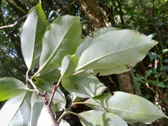 Ehretia longiflora