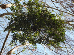 Tristerix corymbosus