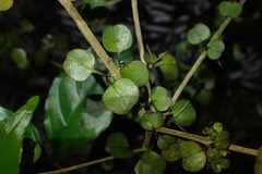 Coprosma spathulata spathulata