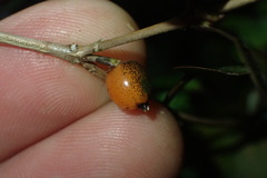 Coprosma spathulata spathulata