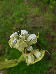 Psacalium cirsiifolium