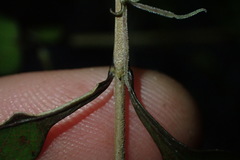 Coprosma spathulata spathulata