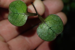 Coprosma spathulata spathulata