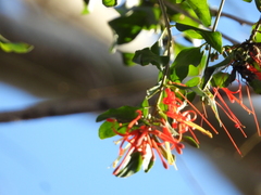 Tristerix corymbosus