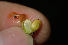 Coprosma spathulata spathulata