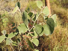 Acacia dimidiata