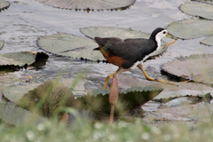 Amaurornis phoenicurus