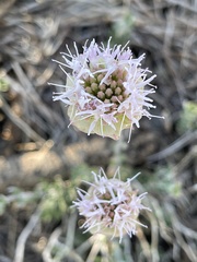 Monardella linoides