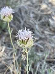 Monardella linoides