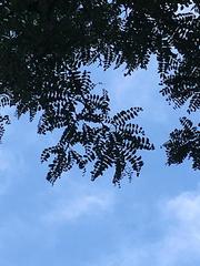 Gleditsia triacanthos