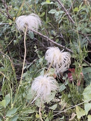 Clematis tangutica
