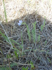 Linum pratense