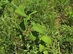 Eupatorium × truncatum