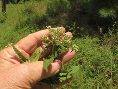 Eupatorium × truncatum