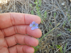 Linum pratense