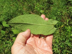 Eupatorium × truncatum
