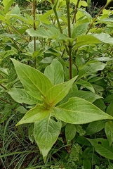 Leptodermis lanceolata