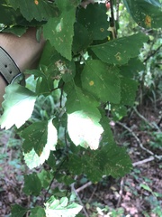 Crataegus pruinosa