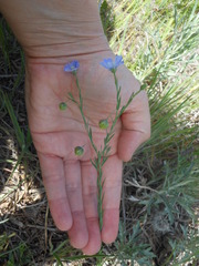 Linum pratense