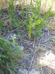 Euphorbia spathulata