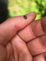 Propylea quatuordecimpunctata