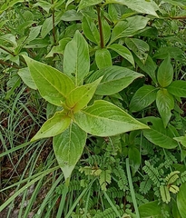 Leptodermis lanceolata