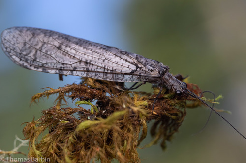 Protochauliodes spenceri Munroe, 1953