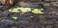 Trichoderma sulphureum
