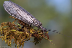 Protochauliodes spenceri