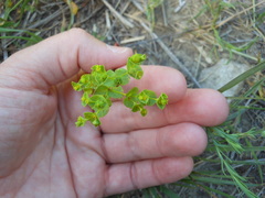 Euphorbia spathulata