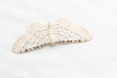 Eupithecia cretaceata