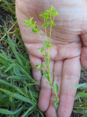 Euphorbia spathulata