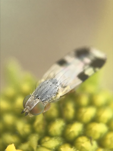 Trupanea nigricornis · iNaturalist