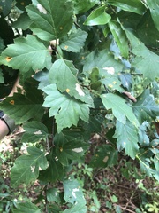 Crataegus venusta