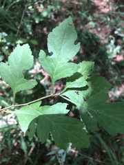 Crataegus pulcherrima
