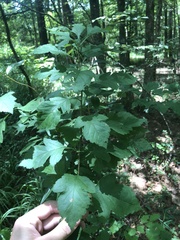 Crataegus pulcherrima