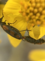 Eupompha elegans