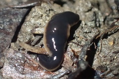 Australopacifica garveyi