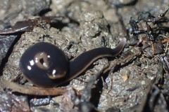 Australopacifica garveyi