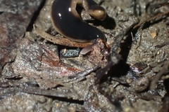 Australopacifica garveyi