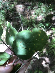 Crataegus ashei