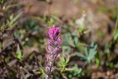 Castilleja parviflora olympica