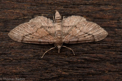 Eupithecia unicolor