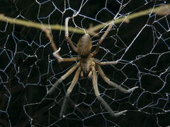 Austrochilus franckei