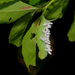 Cotesia congregata bracovirus - Photo (c) Michelle, alguns direitos reservados (CC BY), uploaded by Michelle