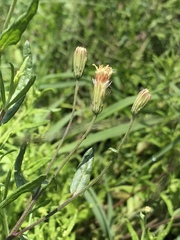 Brickellia eupatorioides chlorolepis