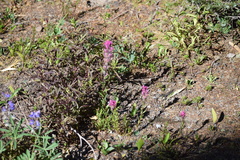 Castilleja parviflora olympica