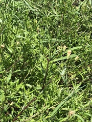 Brickellia eupatorioides chlorolepis