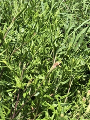 Brickellia eupatorioides chlorolepis