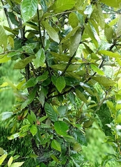 Quercus oblongata